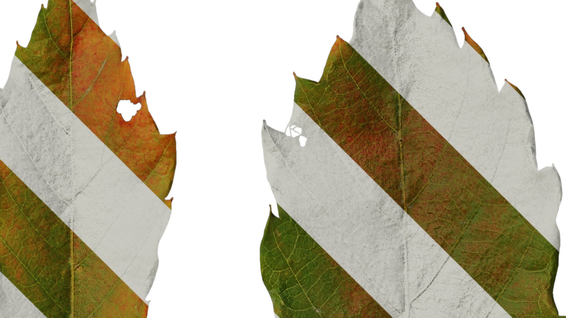 Anydrafts Quercus serrata Leaf 02 F Texture_2