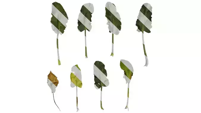 Anydrafts Eryngium foetidum Leaf 03