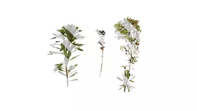 Anydrafts Euphorbia Atlas 01