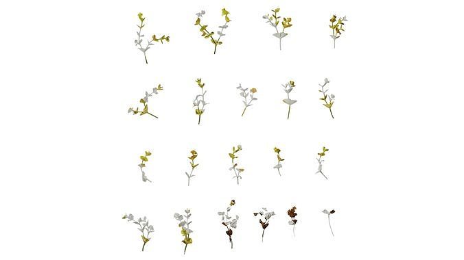 Anydrafts Euphorbia Atlas 02 Texture