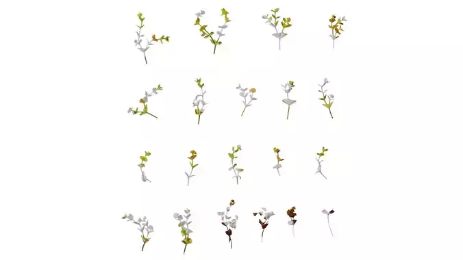 Anydrafts Euphorbia Atlas 02