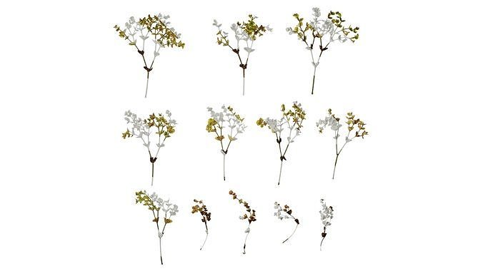 Anydrafts Euphorbia Atlas 03 Texture