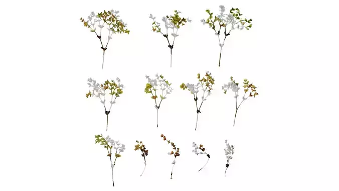 Anydrafts Euphorbia Atlas 03