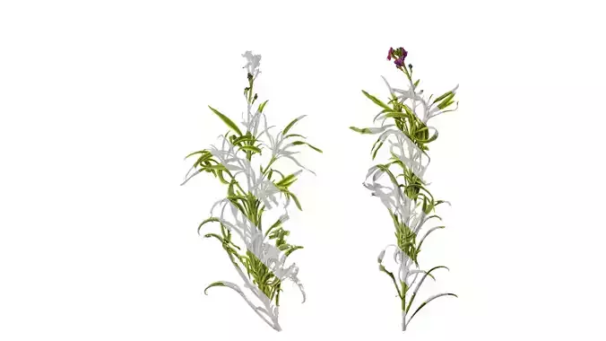 Anydrafts Euphorbia Atlas 04