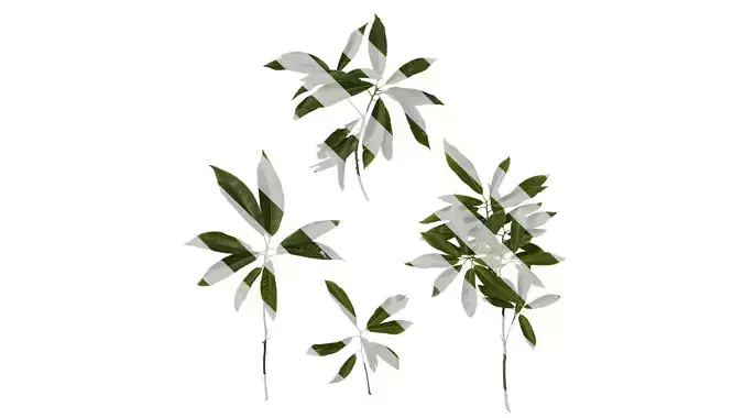 Anydrafts Reevesia thyrsoidea Atlas 01