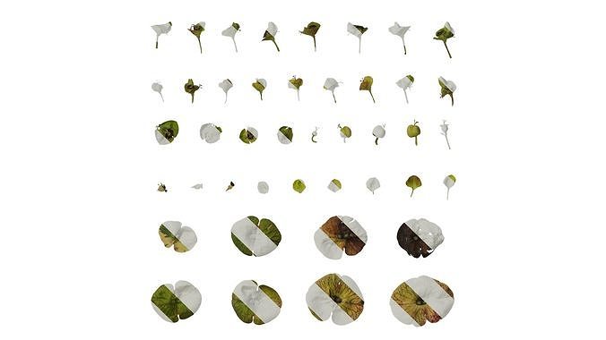 Anydrafts Euphorbia Atlas 05 Texture