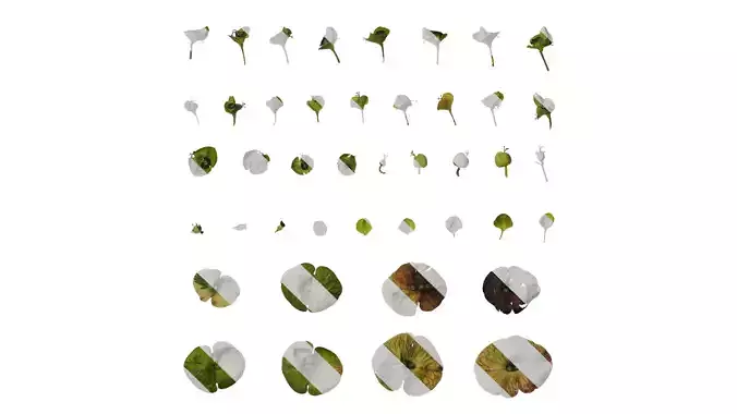 Anydrafts Euphorbia Atlas 05