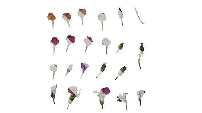 Anydrafts Euphorbia Flower 01 Texture