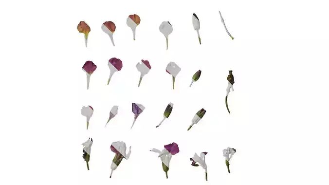 Anydrafts Euphorbia Flower 01