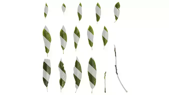 Anydrafts Reevesia thyrsoidea Leaf 01