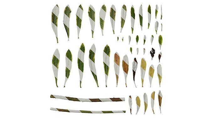 Anydrafts Euphorbia Leaf 01 Texture