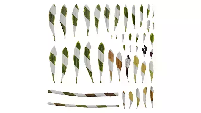 Anydrafts Euphorbia Leaf 01