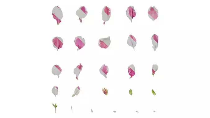 Anydrafts Rhododendron hybridum Flower 01