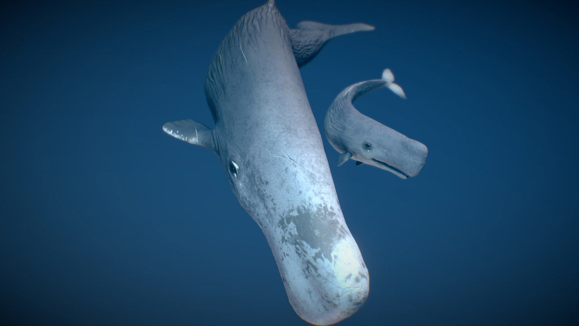Sperm Whale 3D model_3