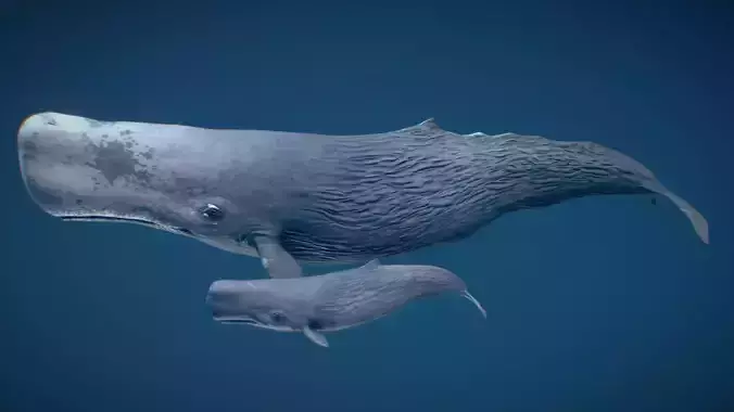 Sperm Whale