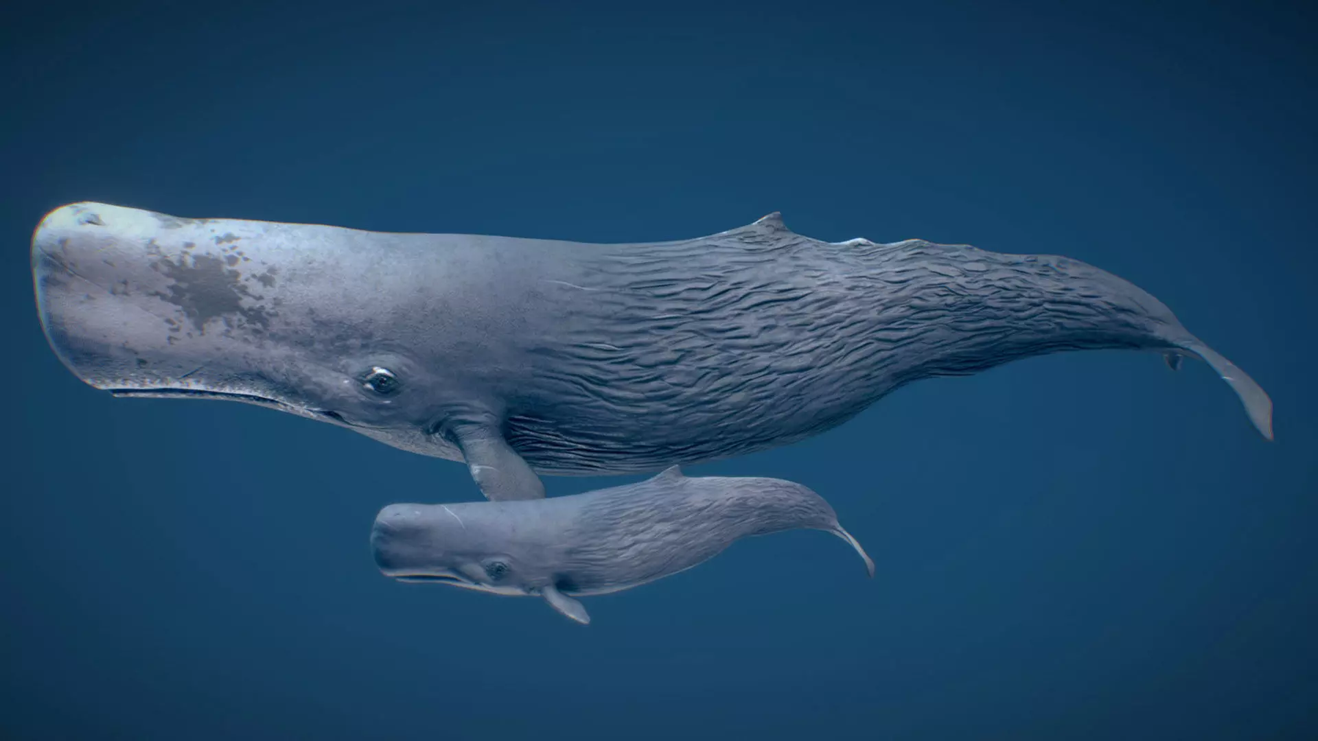 Sperm Whale 3D model_0