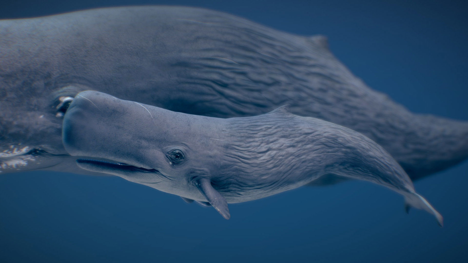 Sperm Whale 3D model_4