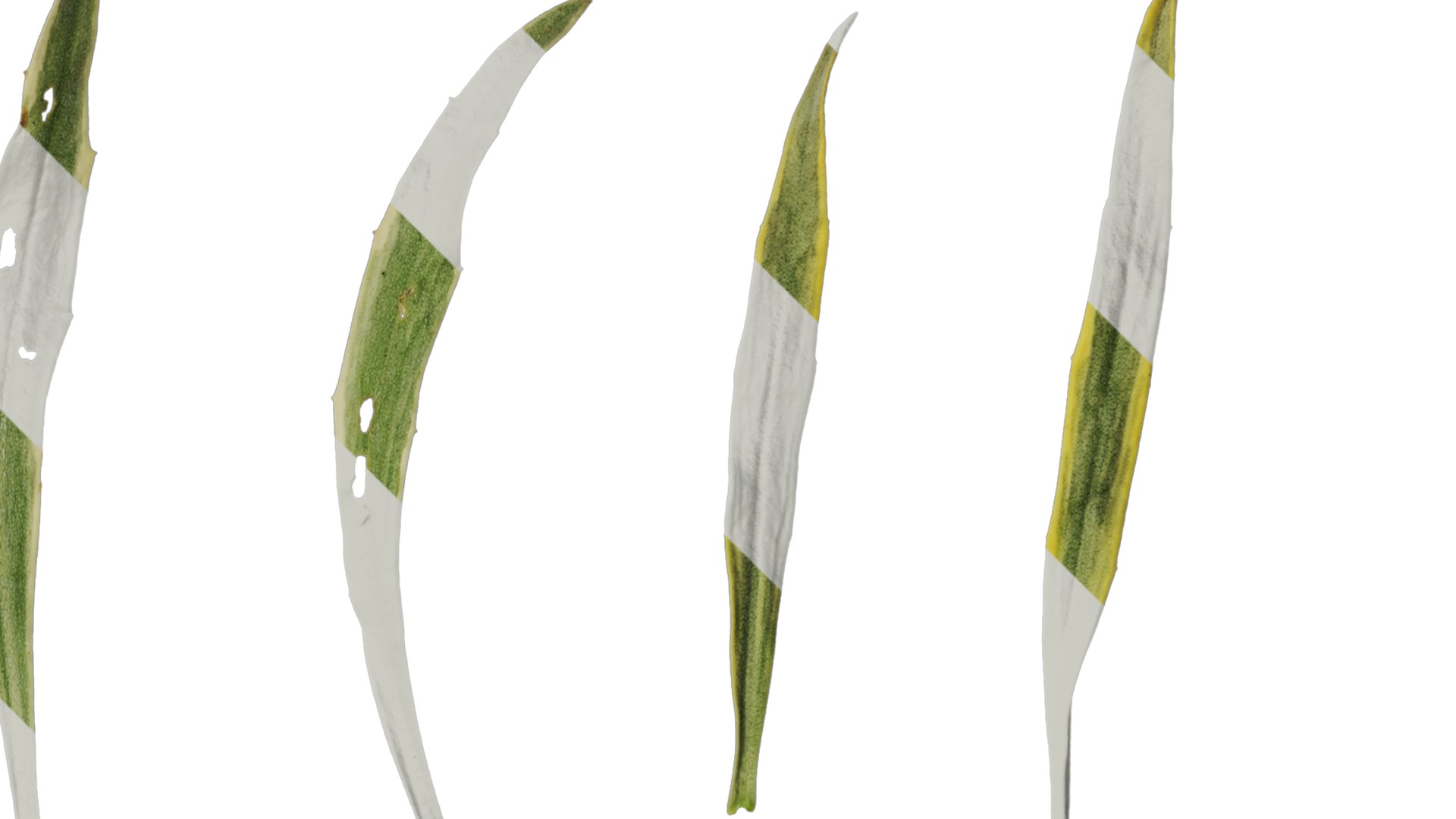 Anydrafts Euphorbia Leaf 02 Texture_2