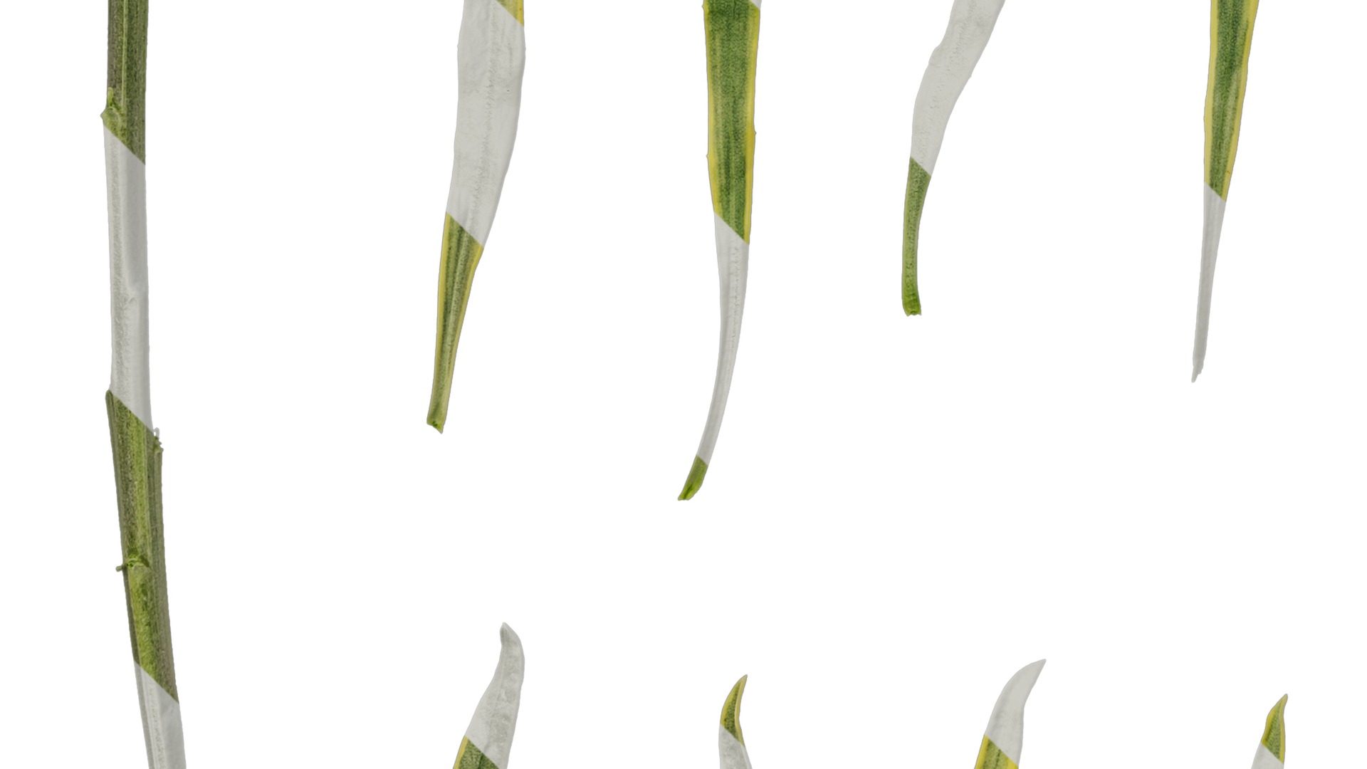 Anydrafts Euphorbia Leaf 02 Texture_5