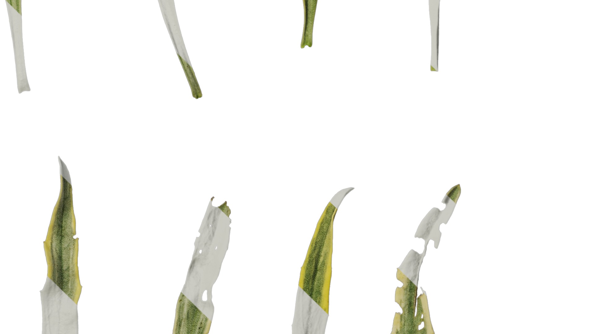 Anydrafts Euphorbia Leaf 02 Texture_4