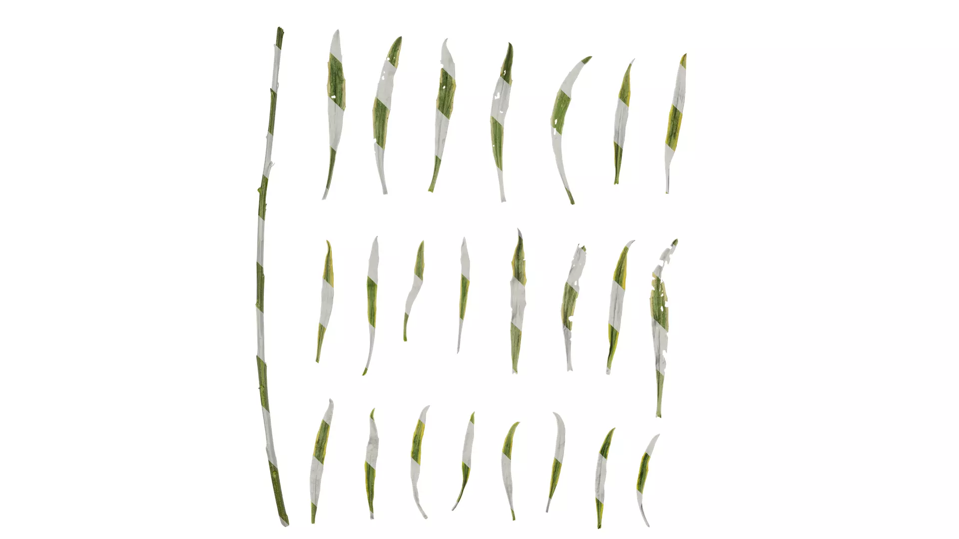 Anydrafts Euphorbia Leaf 02 Texture_0