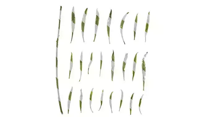 Anydrafts Euphorbia Leaf 02