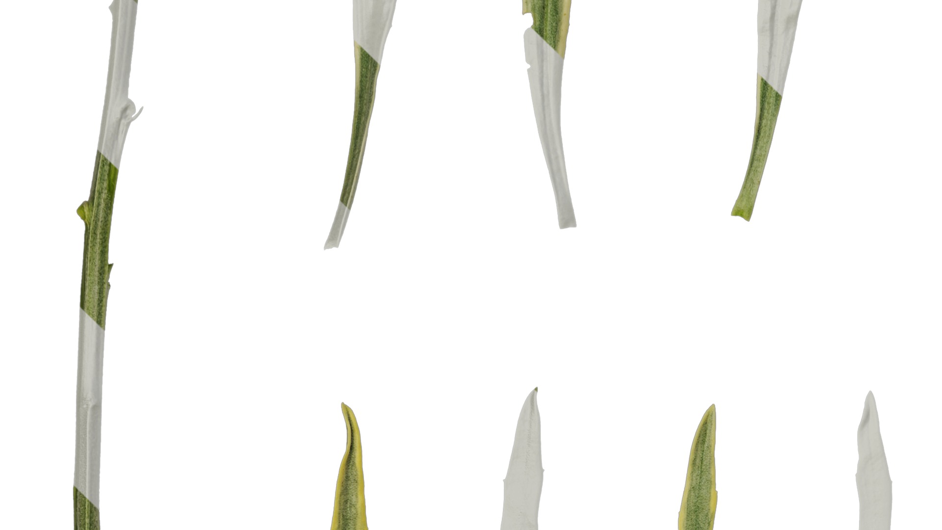 Anydrafts Euphorbia Leaf 02 Texture_3