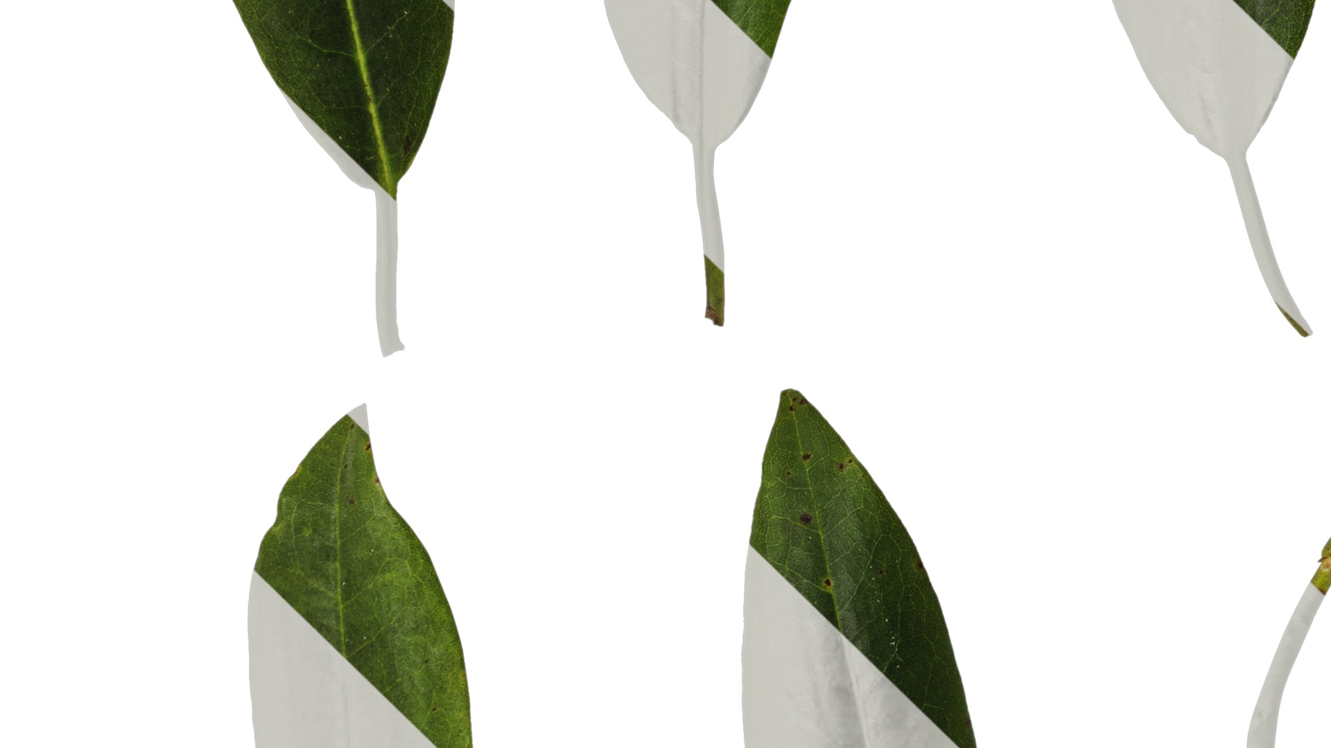 Anydrafts Rhododendron hypoglaucum Leaf 01 Texture_3