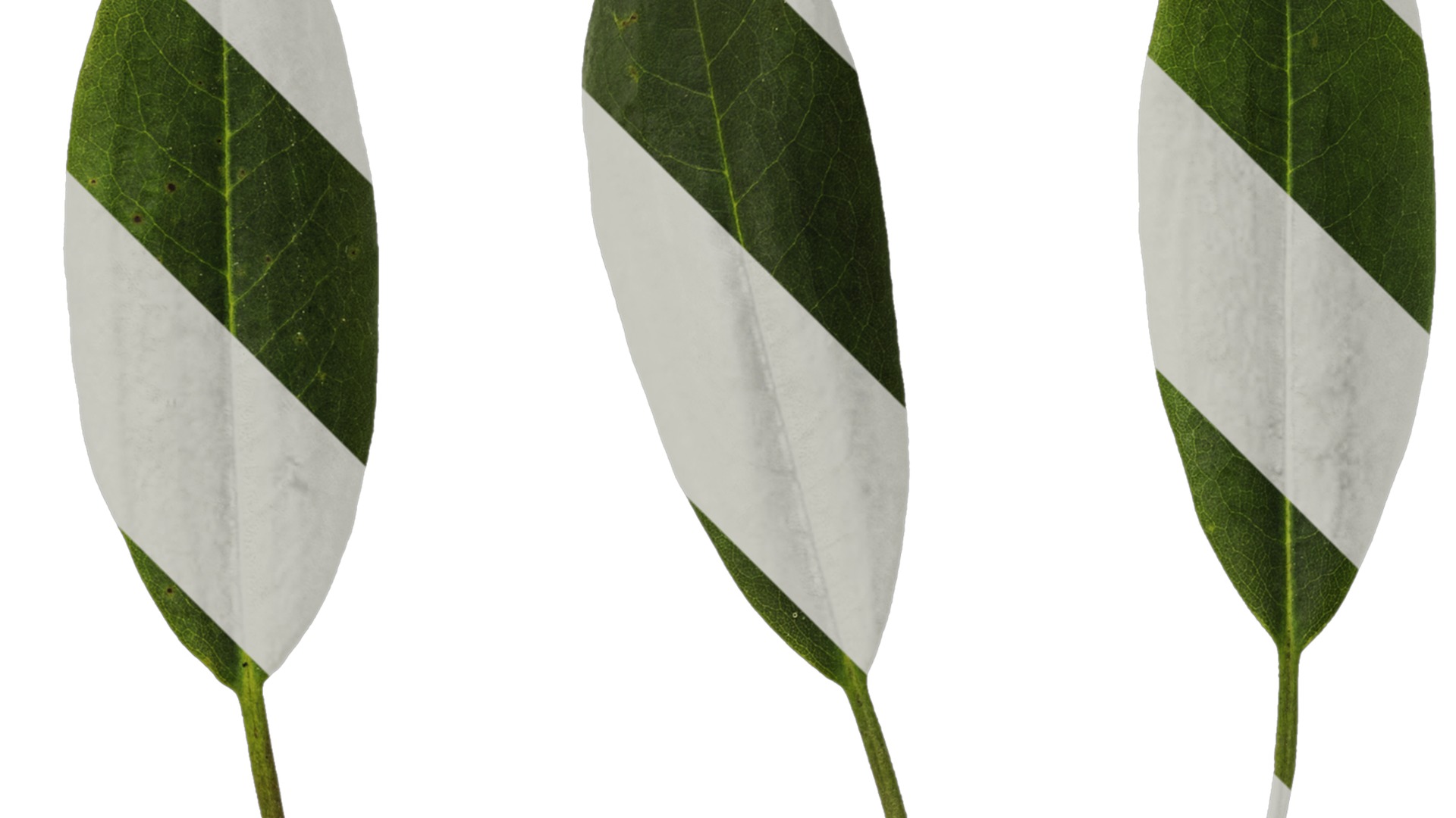 Anydrafts Rhododendron hypoglaucum Leaf 01 Texture_2