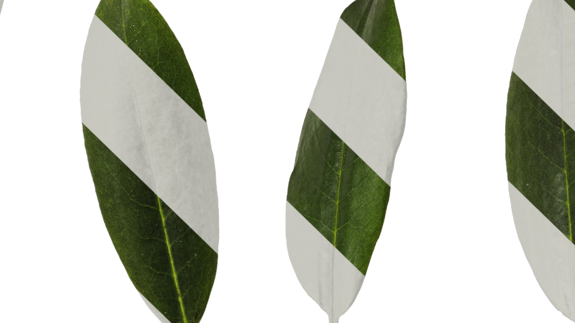 Anydrafts Rhododendron hypoglaucum Leaf 01 Texture_1