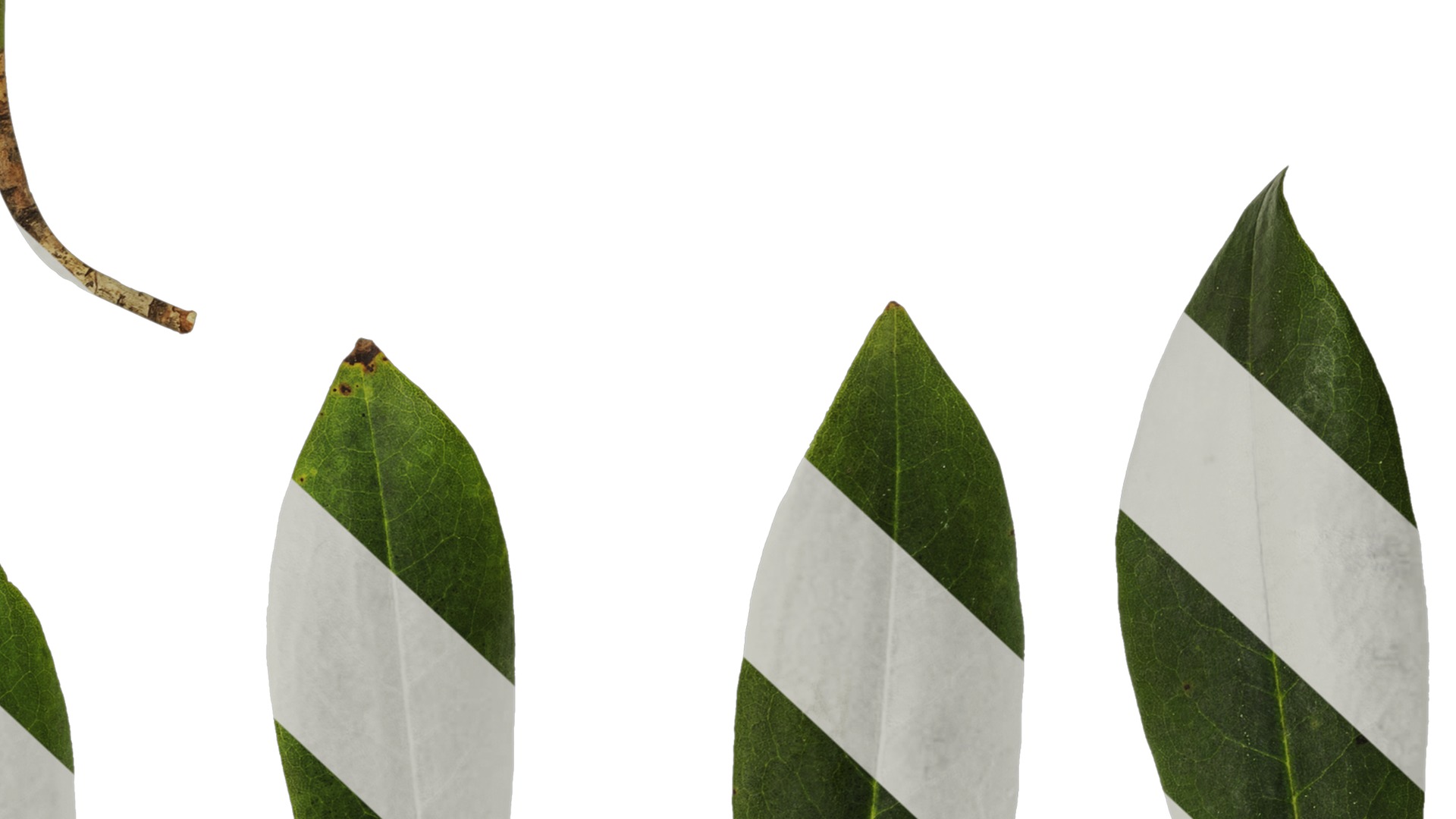 Anydrafts Rhododendron hypoglaucum Leaf 01 Texture_6