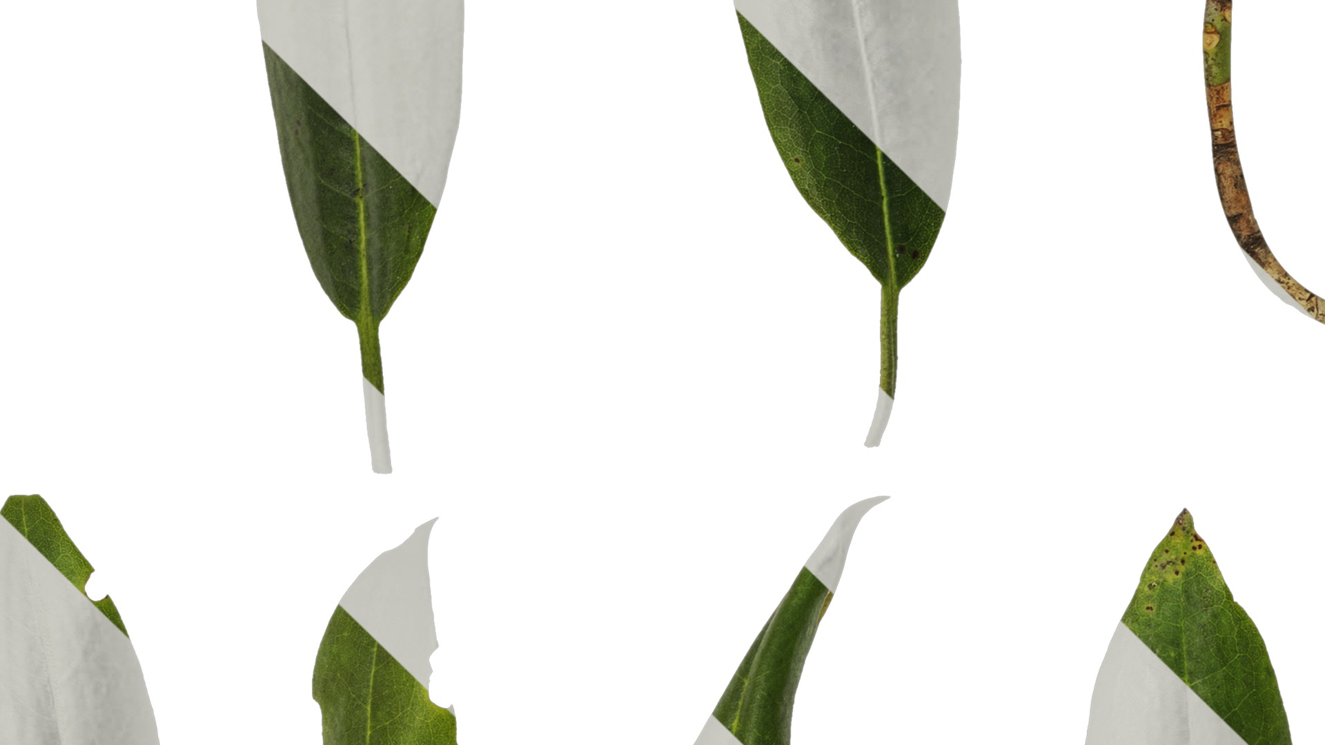 Anydrafts Rhododendron hypoglaucum Leaf 01 Texture_5