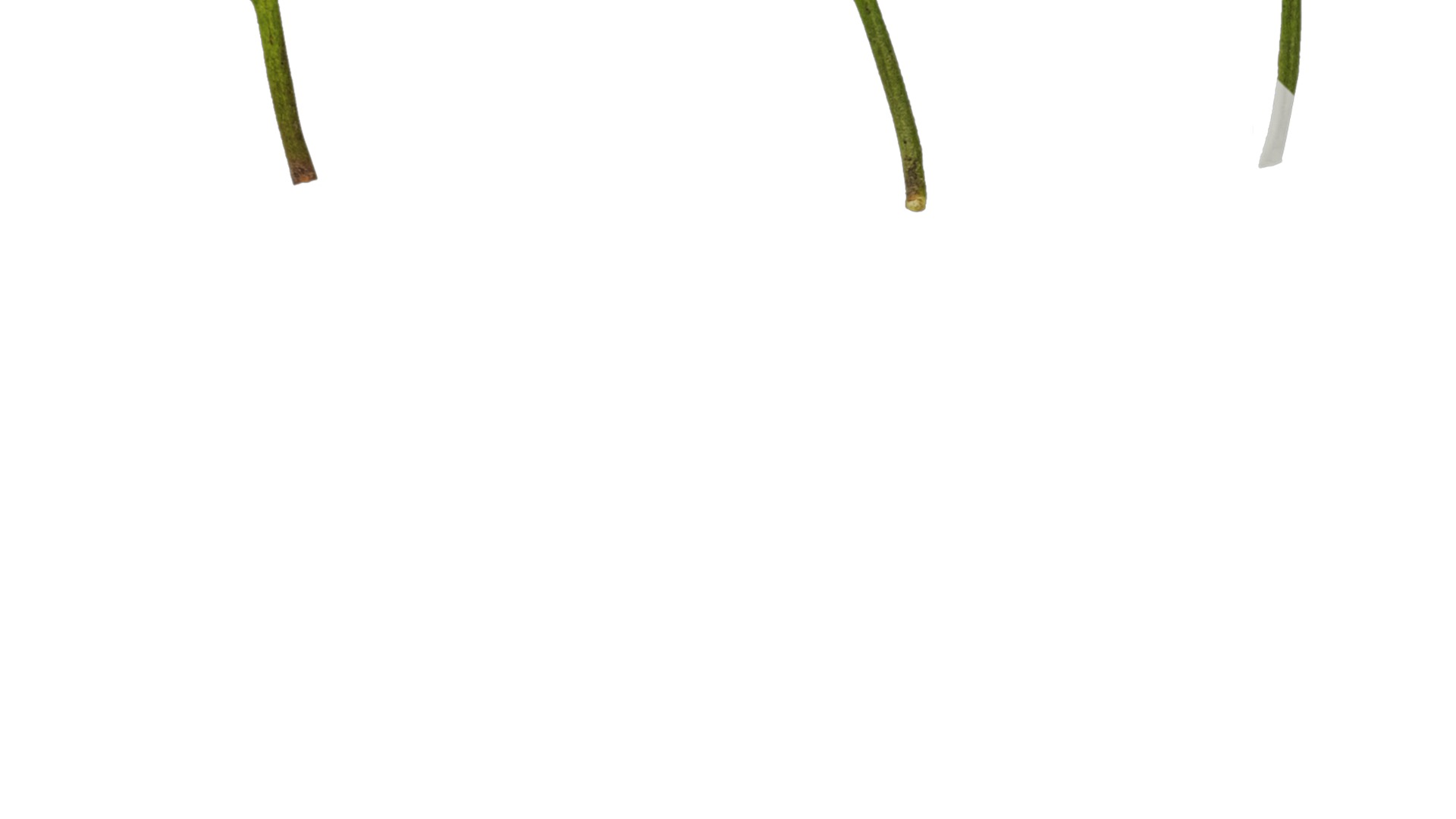 Anydrafts Rhododendron hypoglaucum Leaf 01 Texture_4