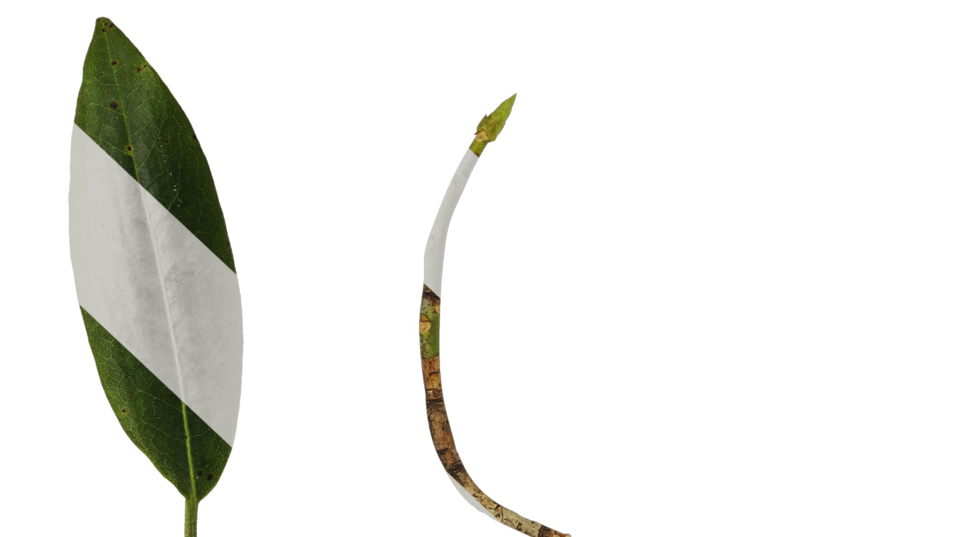 Anydrafts Rhododendron hypoglaucum Leaf 01 Texture_7