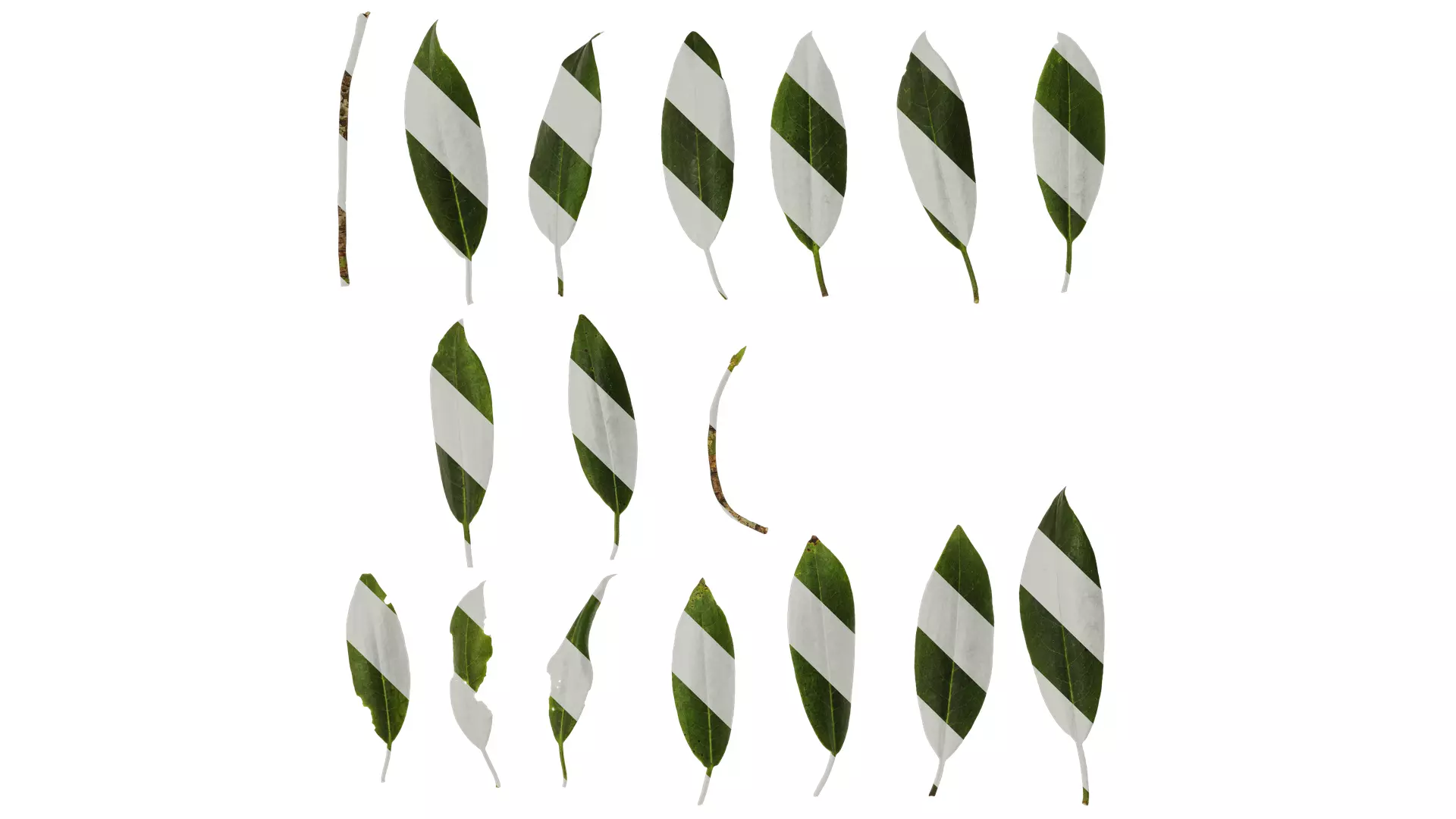 Anydrafts Rhododendron hypoglaucum Leaf 01 Texture_0