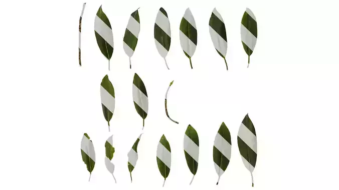 Anydrafts Rhododendron hypoglaucum Leaf 01