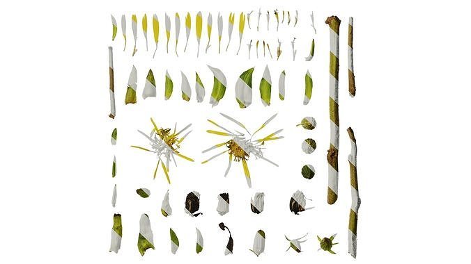 Anydrafts Farfugium japonicum Flower 03 Texture