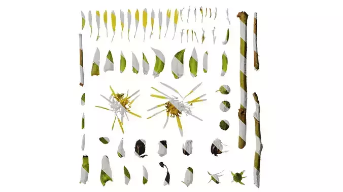 Anydrafts Farfugium japonicum Flower 03 Texture