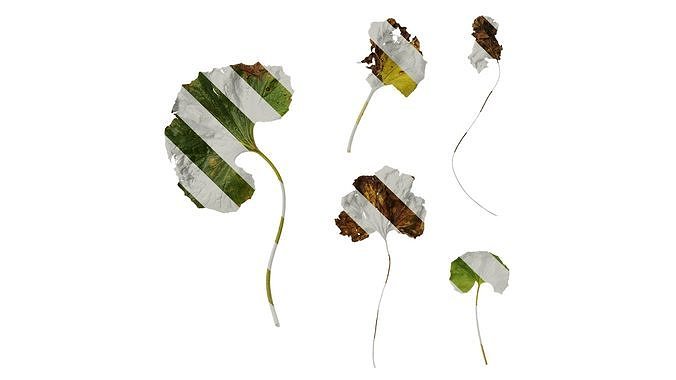 Anydrafts Farfugium japonicum Leaf 01 Texture