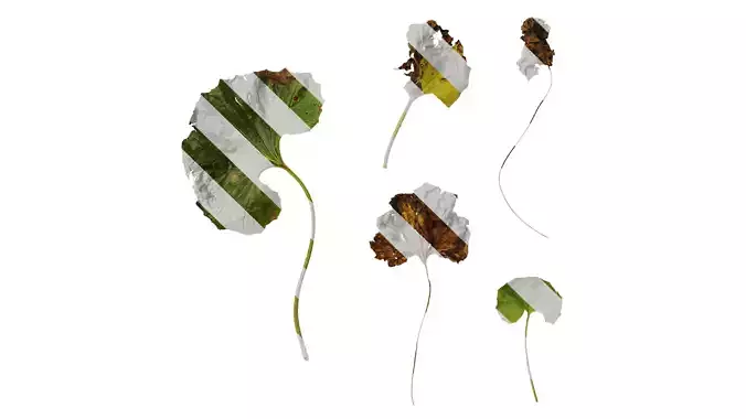 Anydrafts Farfugium japonicum Leaf 01