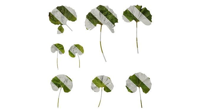 Anydrafts Farfugium japonicum Leaf 02 Texture
