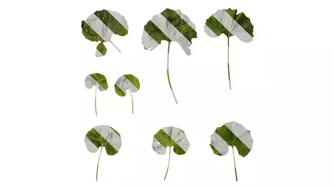 Anydrafts Farfugium japonicum Leaf 02