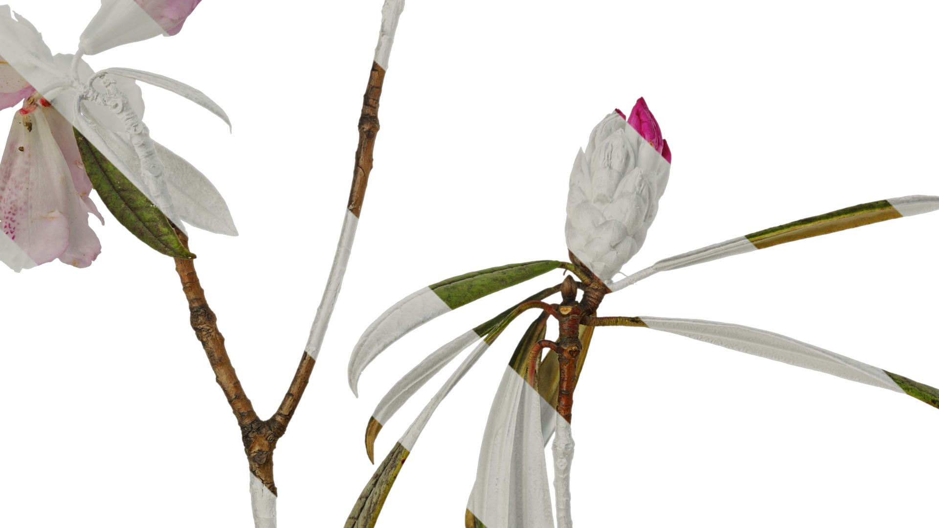 Anydrafts Rhododendron lapponicum Atlas 03 Texture_3