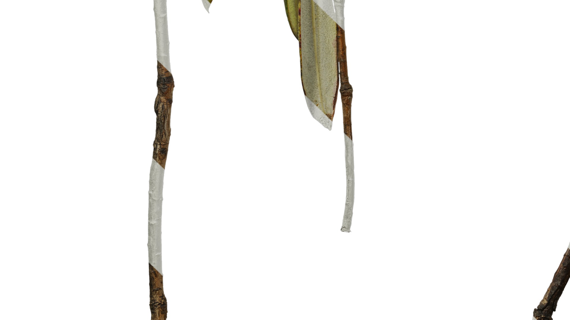 Anydrafts Rhododendron lapponicum Atlas 03 Texture_5