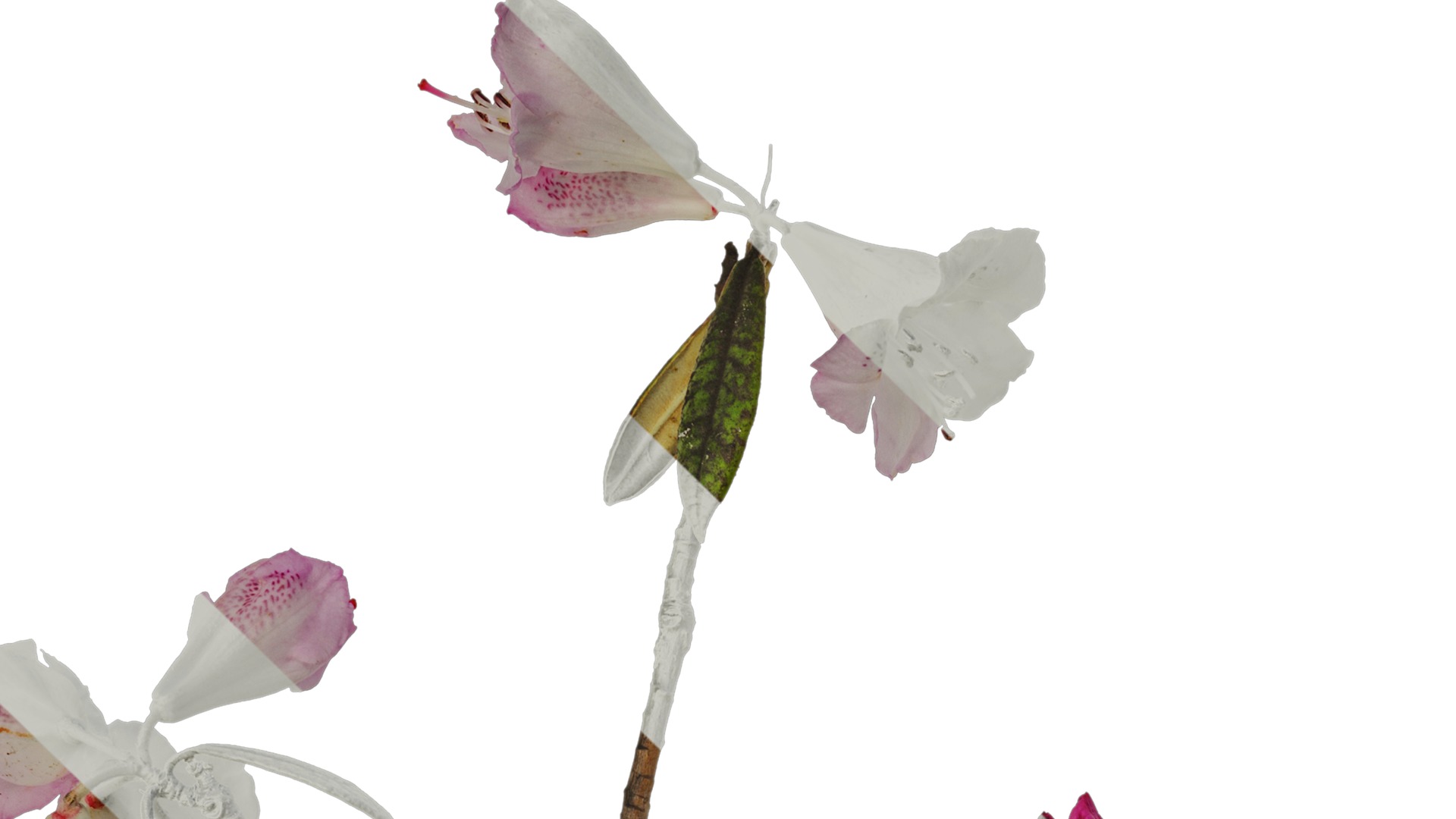 Anydrafts Rhododendron lapponicum Atlas 03 Texture_1