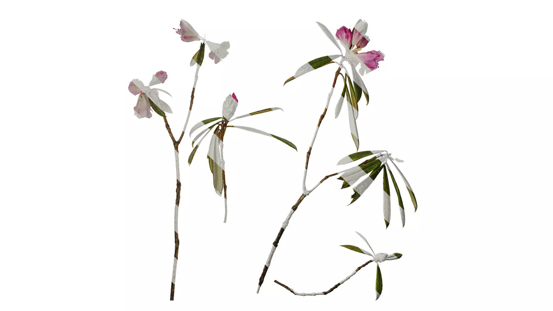 Anydrafts Rhododendron lapponicum Atlas 03 Texture_0