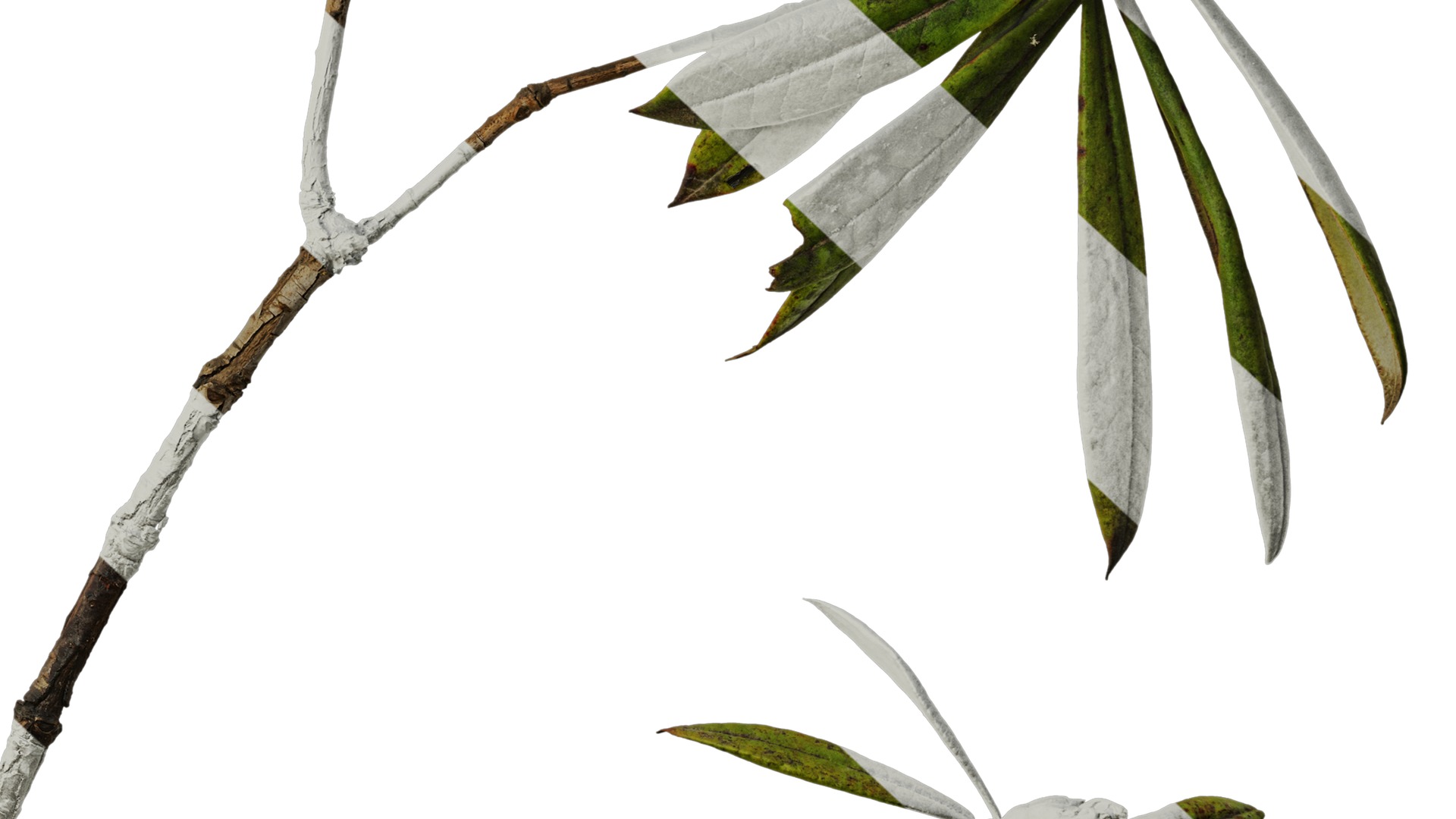 Anydrafts Rhododendron lapponicum Atlas 03 Texture_6