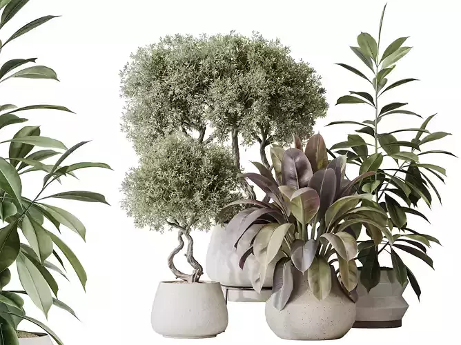AV Indoor plants set 173 Mission olive and Ficus Abidjan and Fig