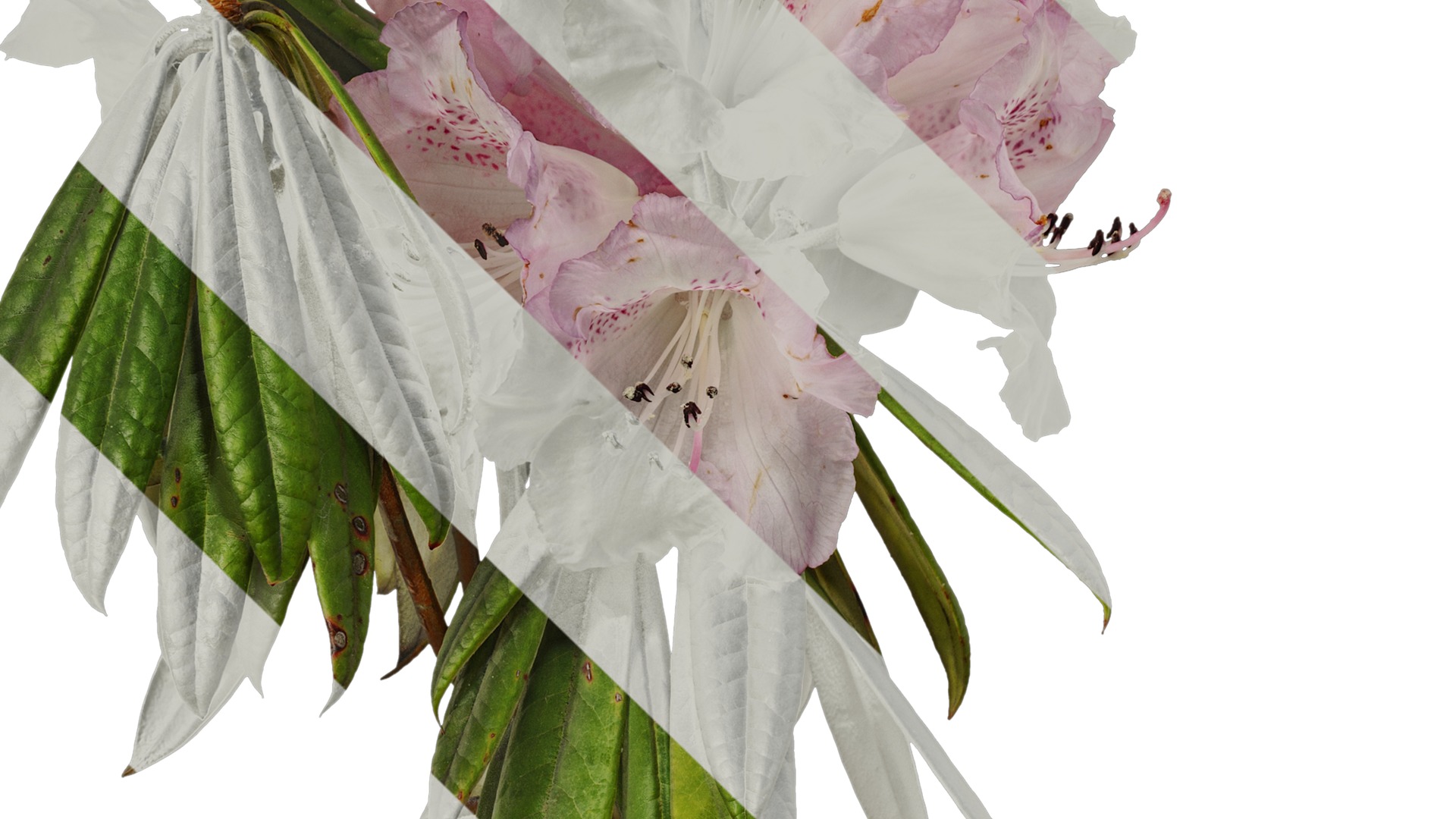 Anydrafts Rhododendron lapponicum Atlas 04 Texture_3