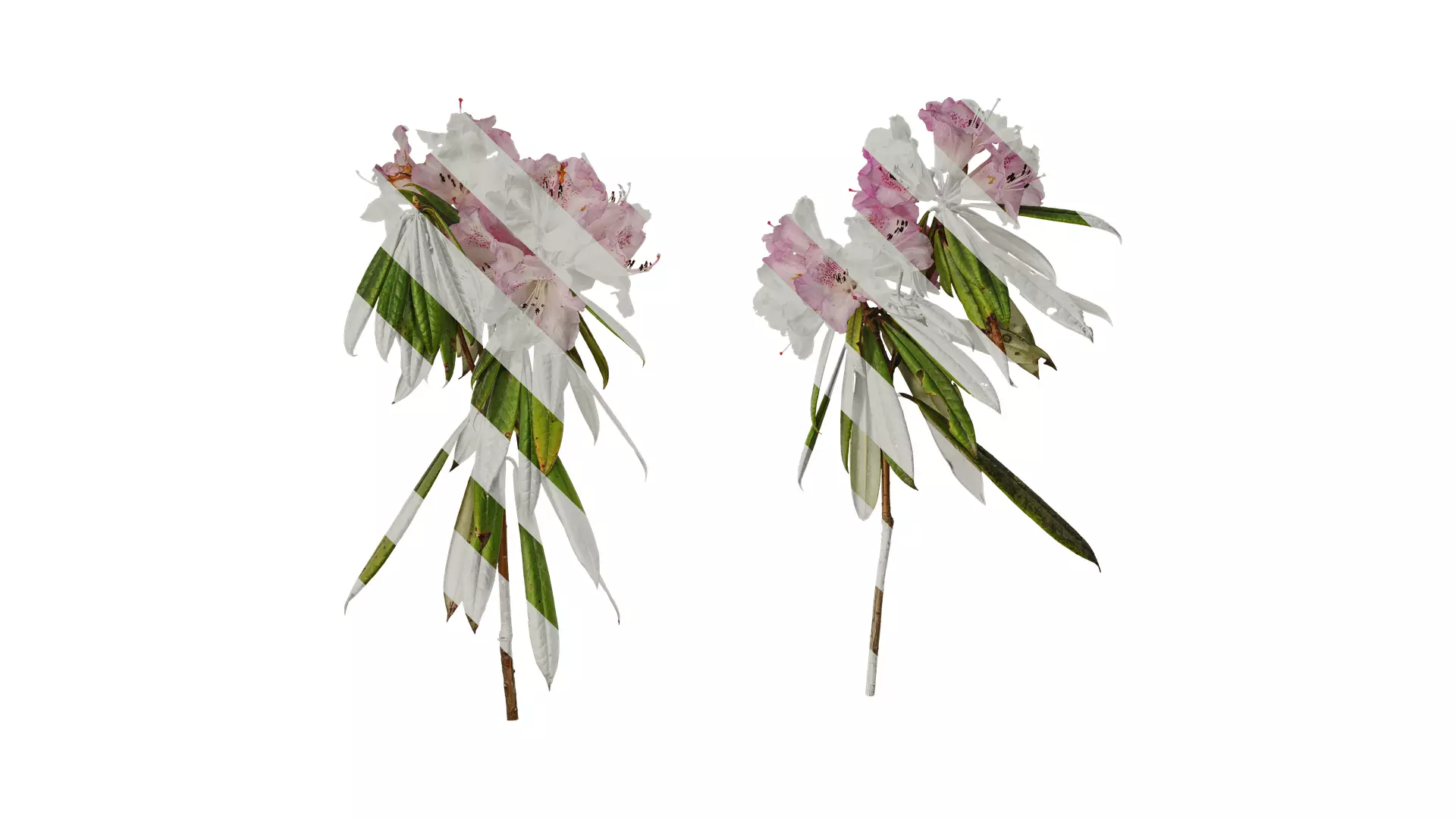 Anydrafts Rhododendron lapponicum Atlas 04 Texture_0